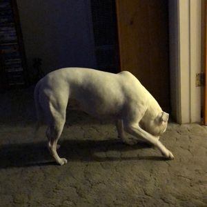 Meet your Posher, Peter